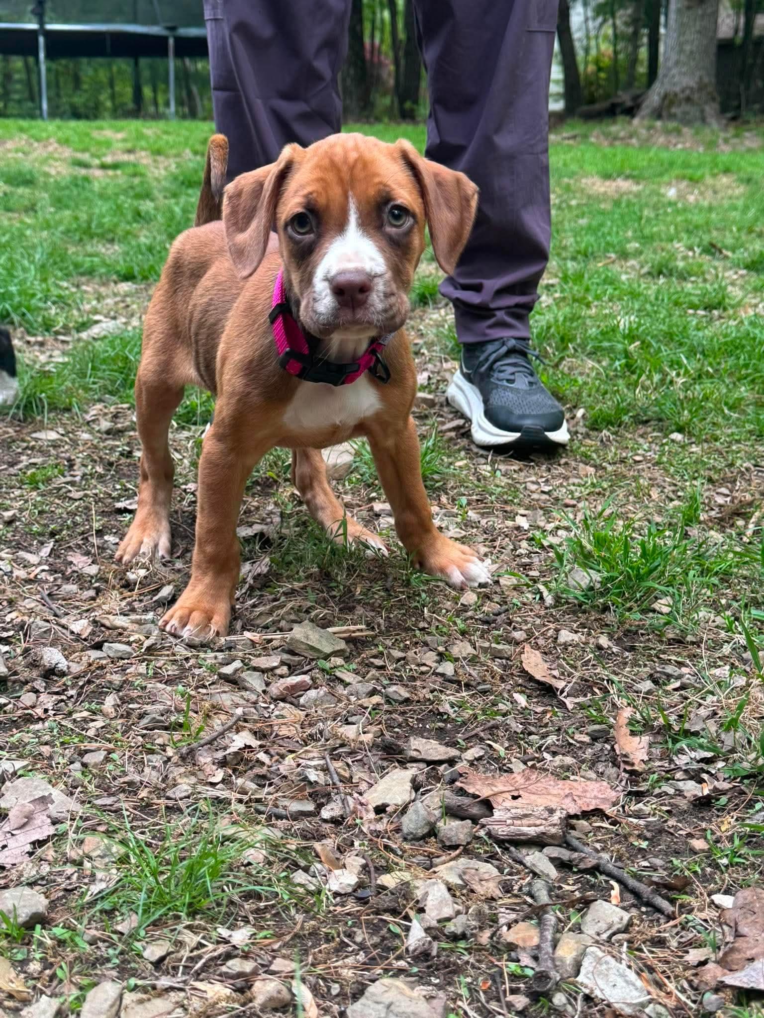 Enlarge Chevy, a ADOPTABLE mixed breed in Bethlehem, PA image 3/6