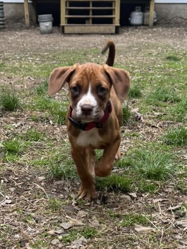 Enlarge Chevy, a ADOPTABLE mixed breed in Bethlehem, PA image 4/6