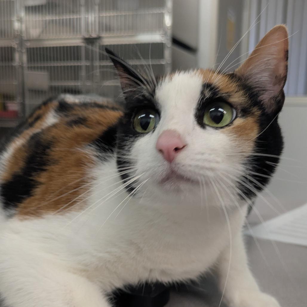 Pudding, Adoptable, Senior Female Domestic Short Hair.