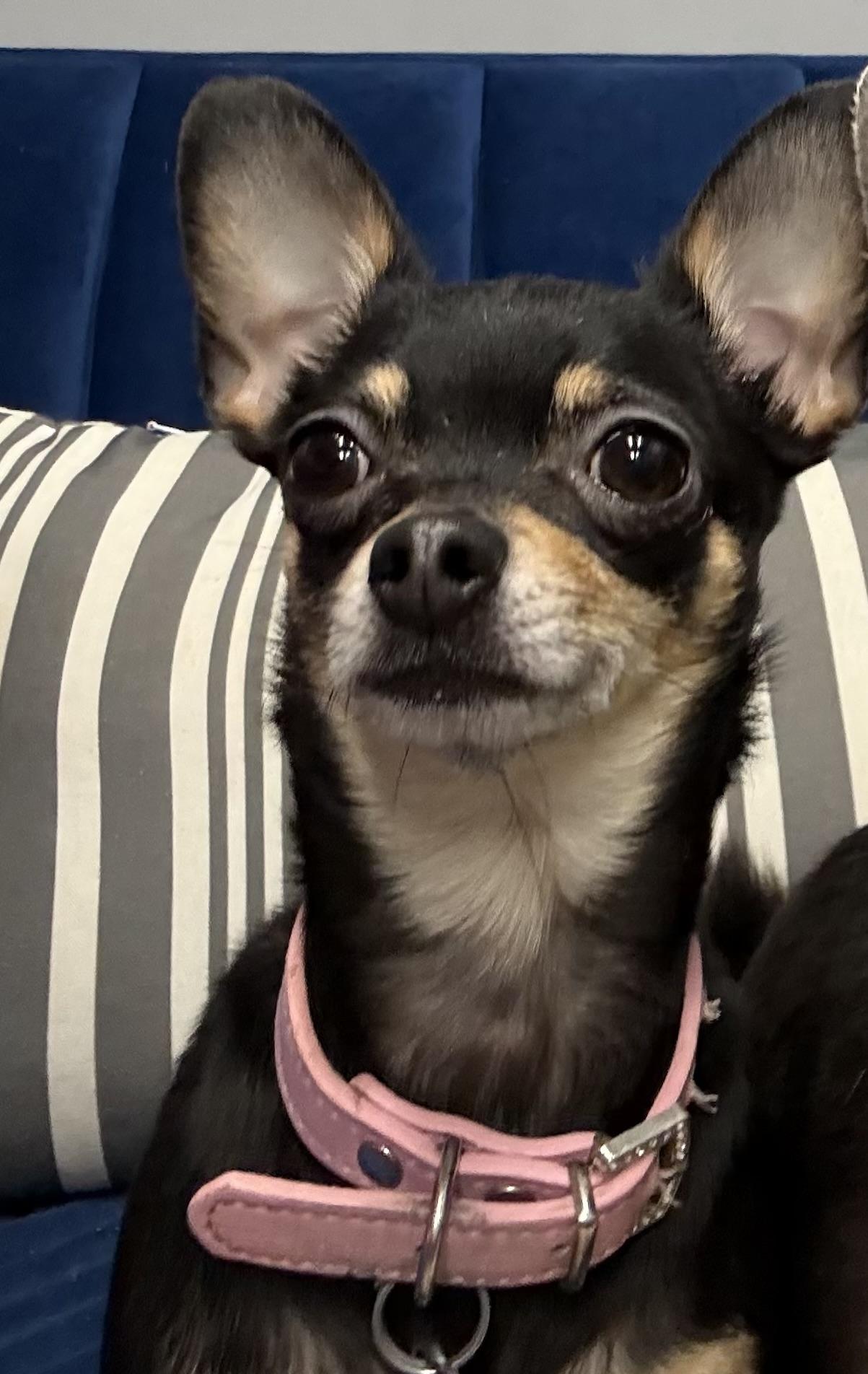 Sassy, adopted, Adult Female Chihuahua.