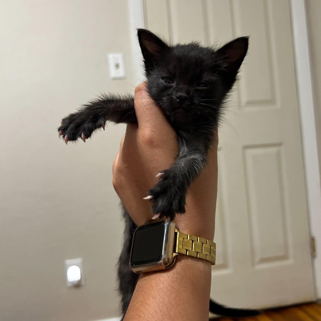 Willow, a Adoptable Domestic Short Hair in Tallahassee, FL image 2/2