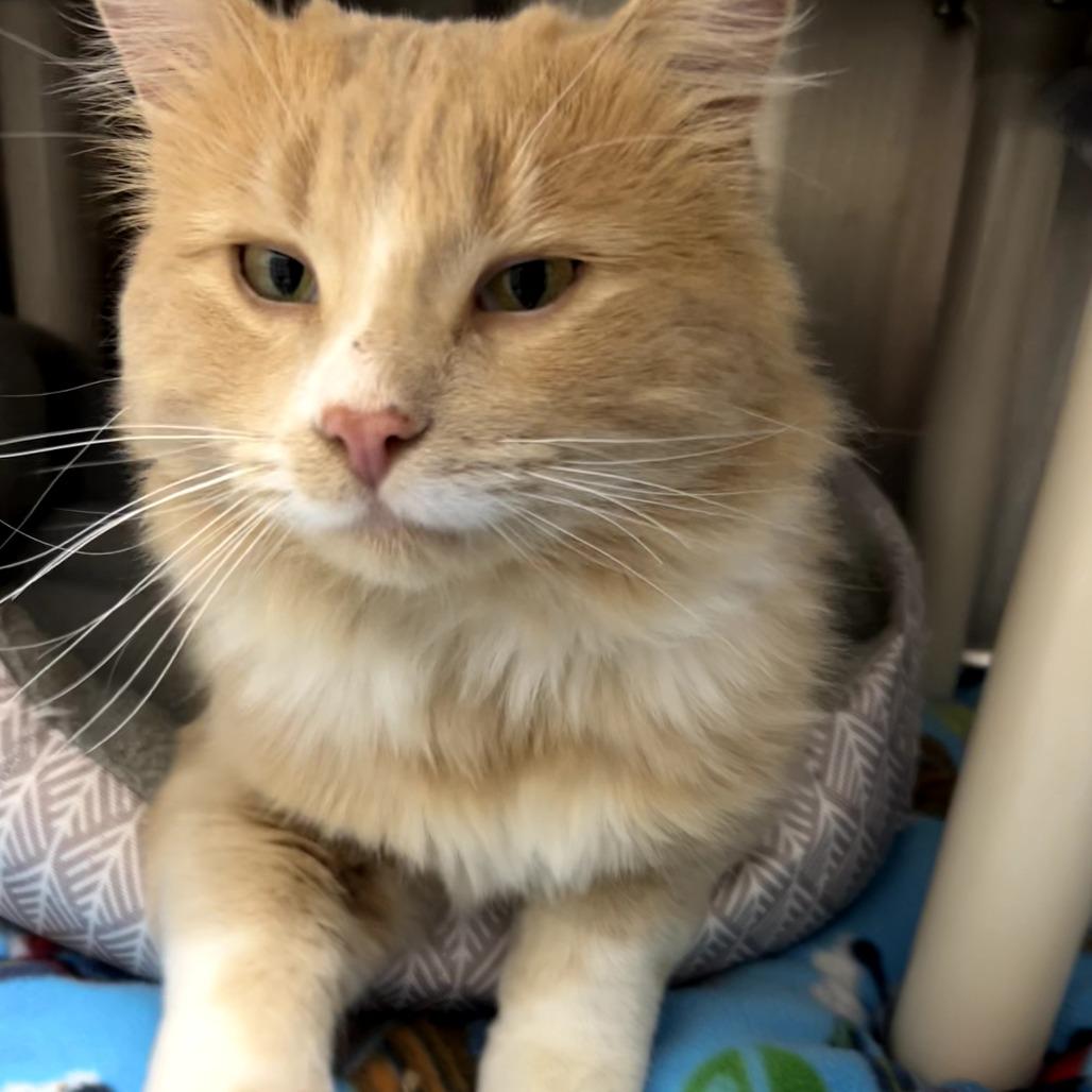 Enlarge Creamsicle, a Adoptable Domestic Long Hair in Detroit Lakes, MN image 1/1