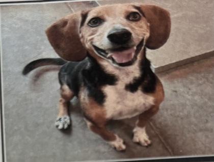 Enlarge Ranger - 2, a Adoptable Beagle in Daytona Beach, FL image 1/2