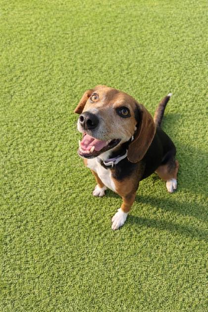 Enlarge Ranger - 2, a Adoptable Beagle in Daytona Beach, FL image 2/2