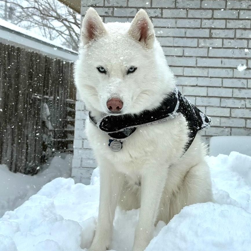 Prince Husky Dog