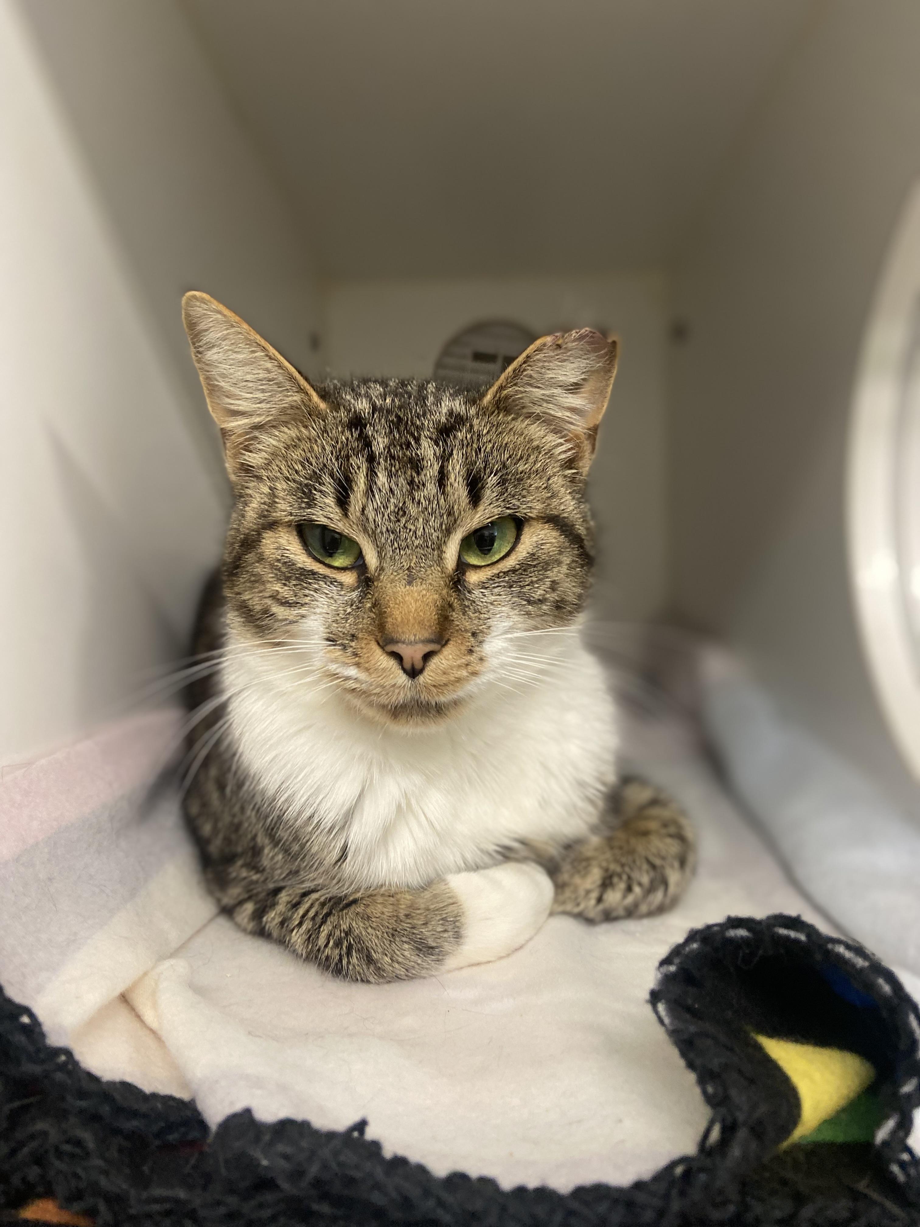 Matcha, Adoptable, Young Female Domestic Short Hair.