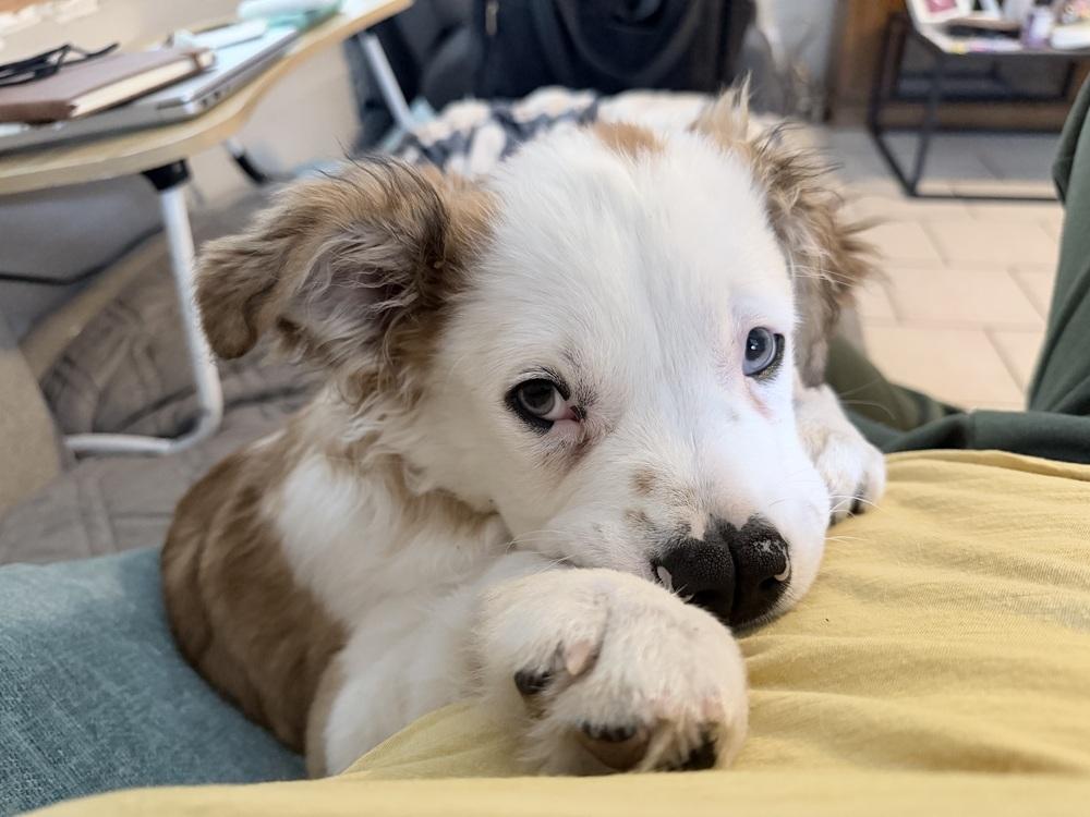 Boscoe, a Adoptable mixed breed in Orlando, FL image 1/6