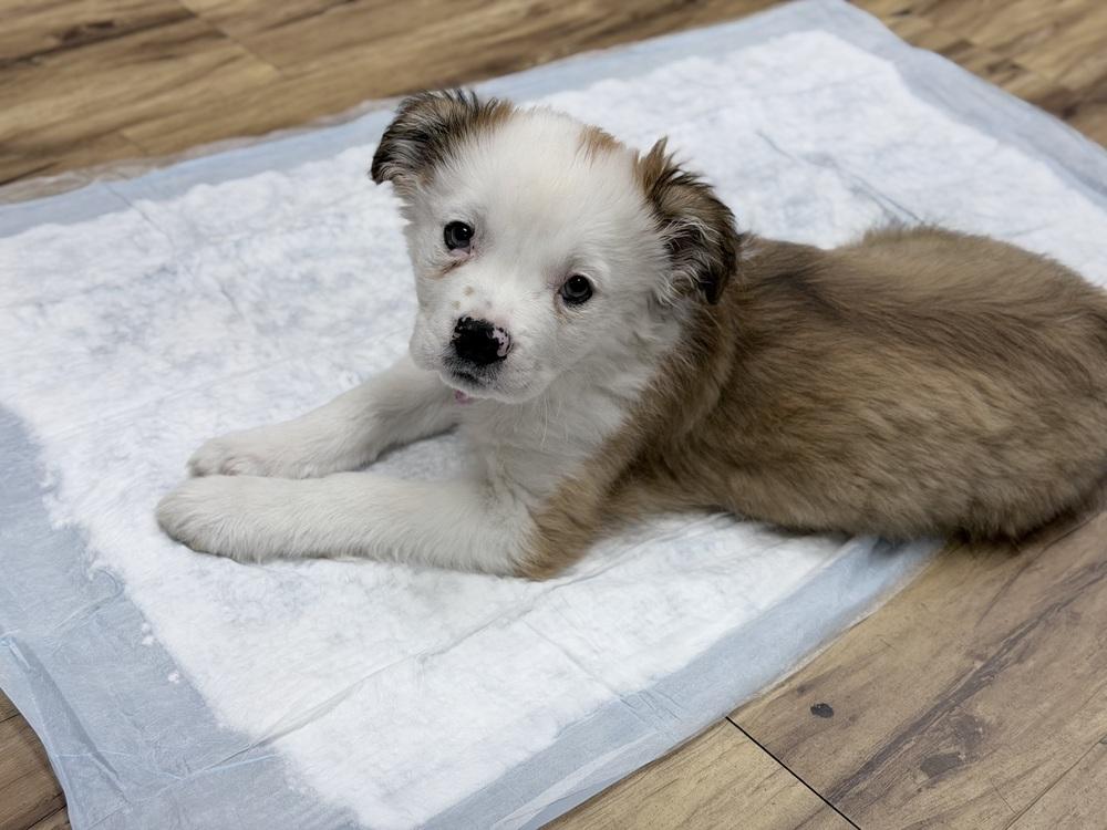 Boscoe, a Adoptable mixed breed in Orlando, FL image 2/6