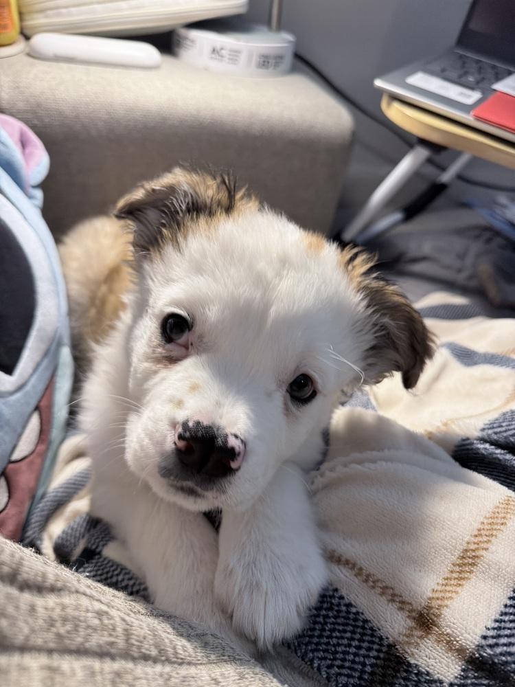 Boscoe, a Adoptable mixed breed in Orlando, FL image 3/6