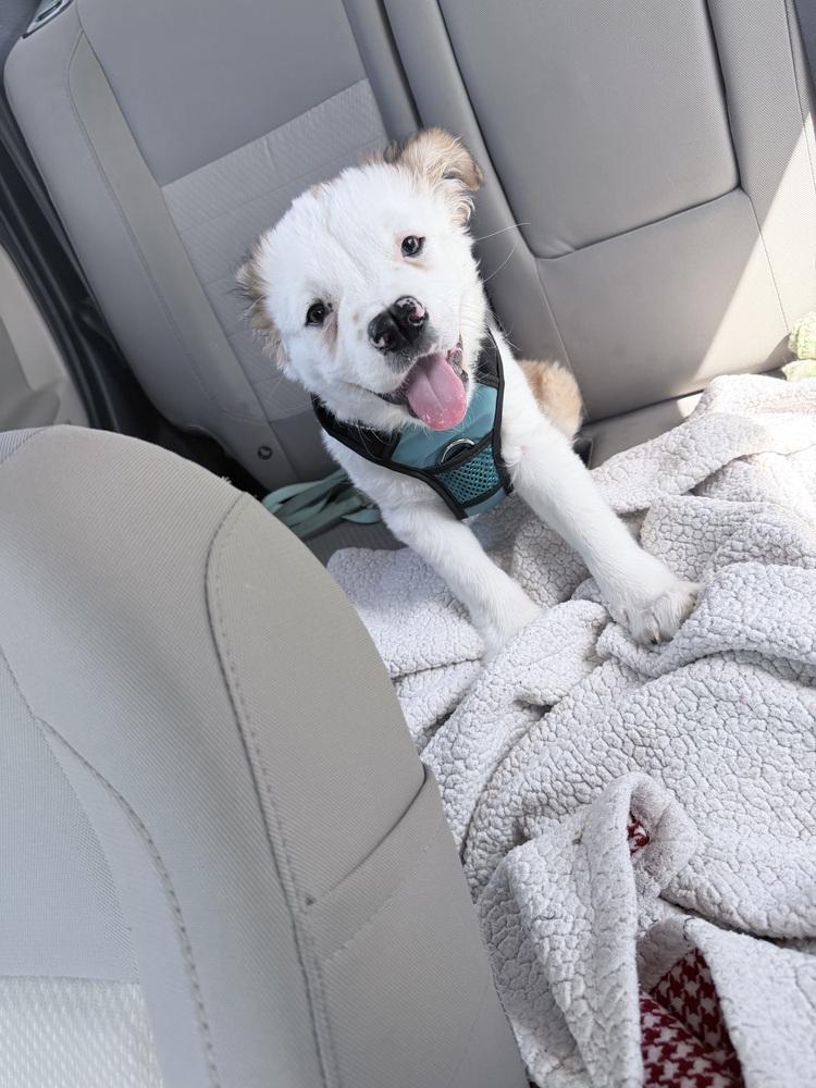 Boscoe, a Adoptable mixed breed in Orlando, FL image 4/6