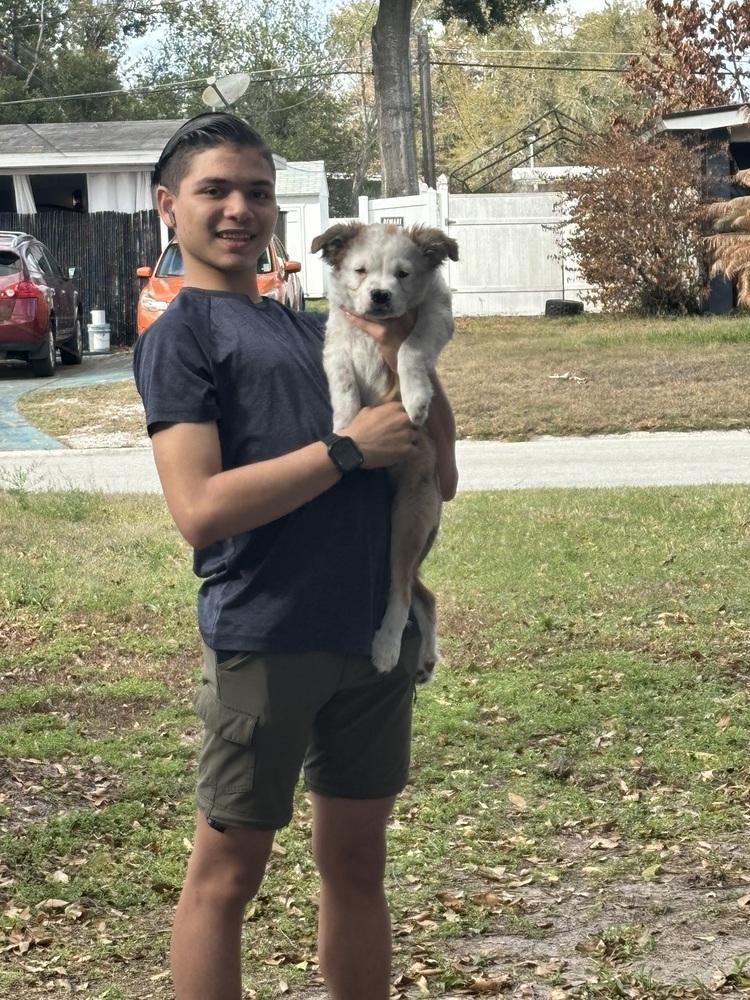 Boscoe, a Adoptable mixed breed in Orlando, FL image 5/6