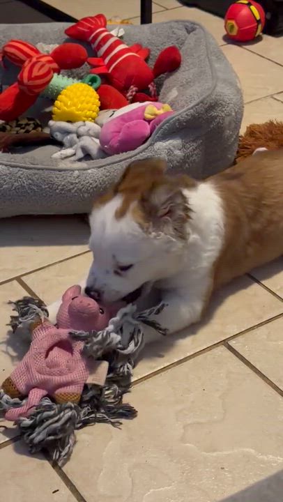 Enlarge Boscoe, a Adoptable mixed breed in Orlando, FL video 6/6