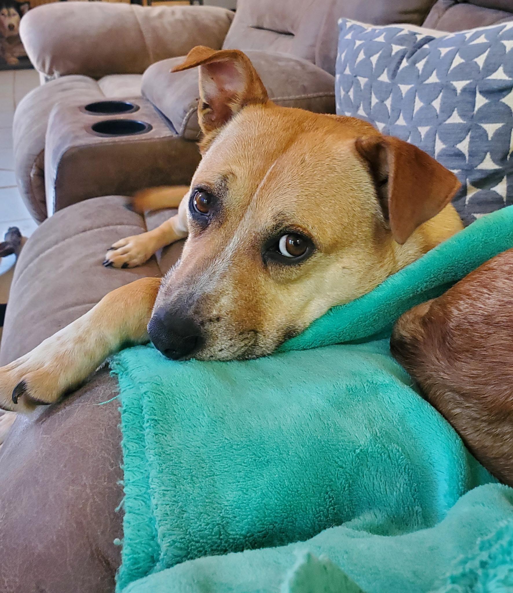 Nugget, Adoptable, Adult Female Cattle Dog & Staffordshire Bull Terrier.