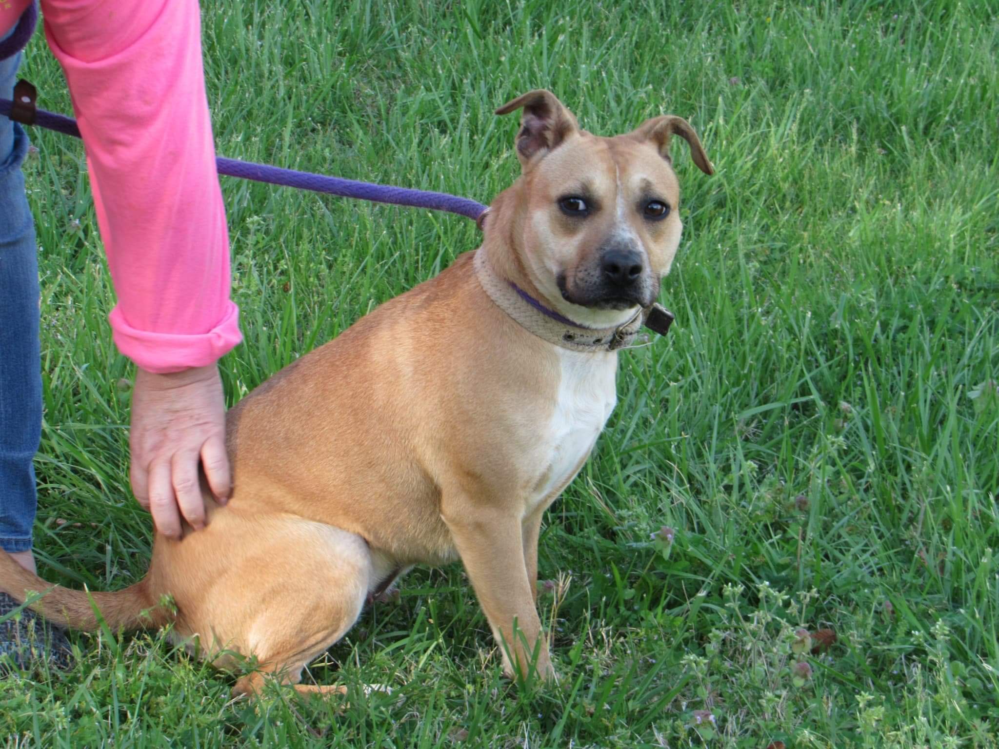 Nugget, a Adoptable mixed breed in Hermitage, TN image 6/8