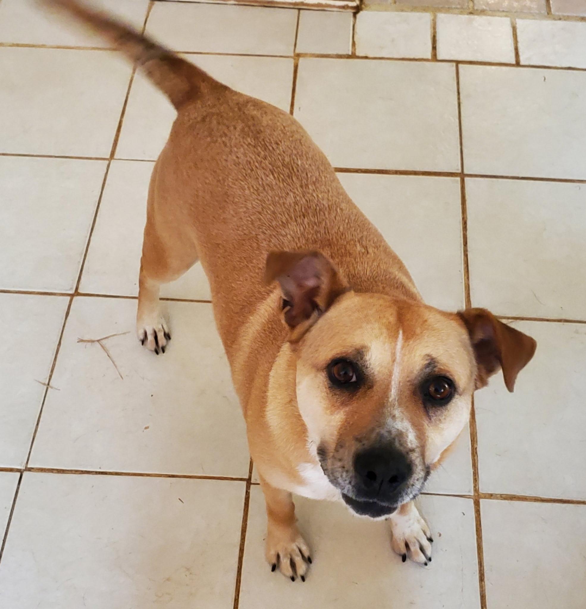 Nugget, a Adoptable mixed breed in Hermitage, TN image 6/6