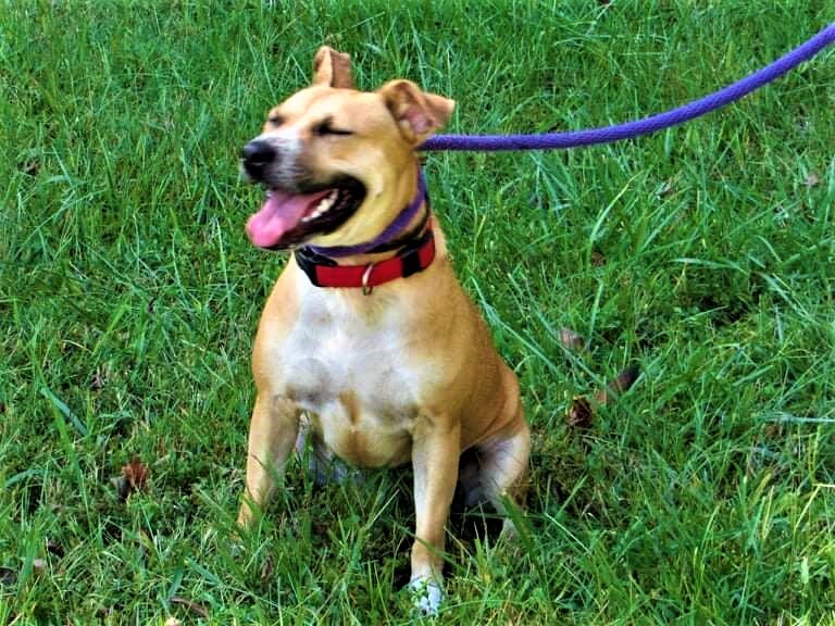 Enlarge Nugget, a Adoptable mixed breed in Hermitage, TN image 7/8