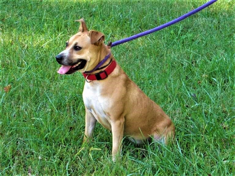 Enlarge Nugget, a Adoptable mixed breed in Hermitage, TN image 8/8