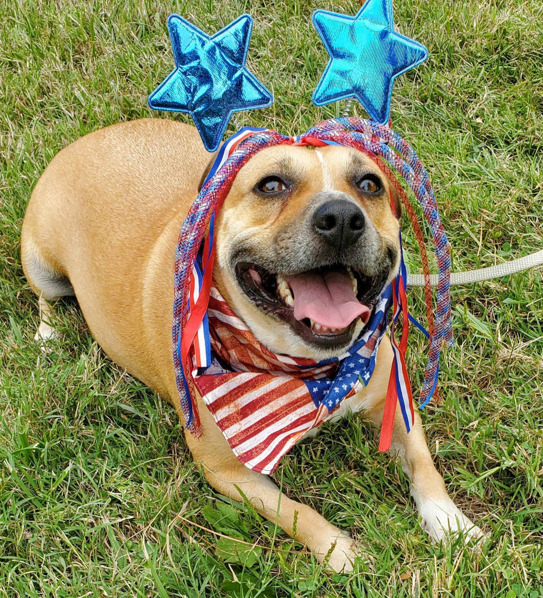 Nugget, a Adoptable mixed breed in Hermitage, TN image 1/8