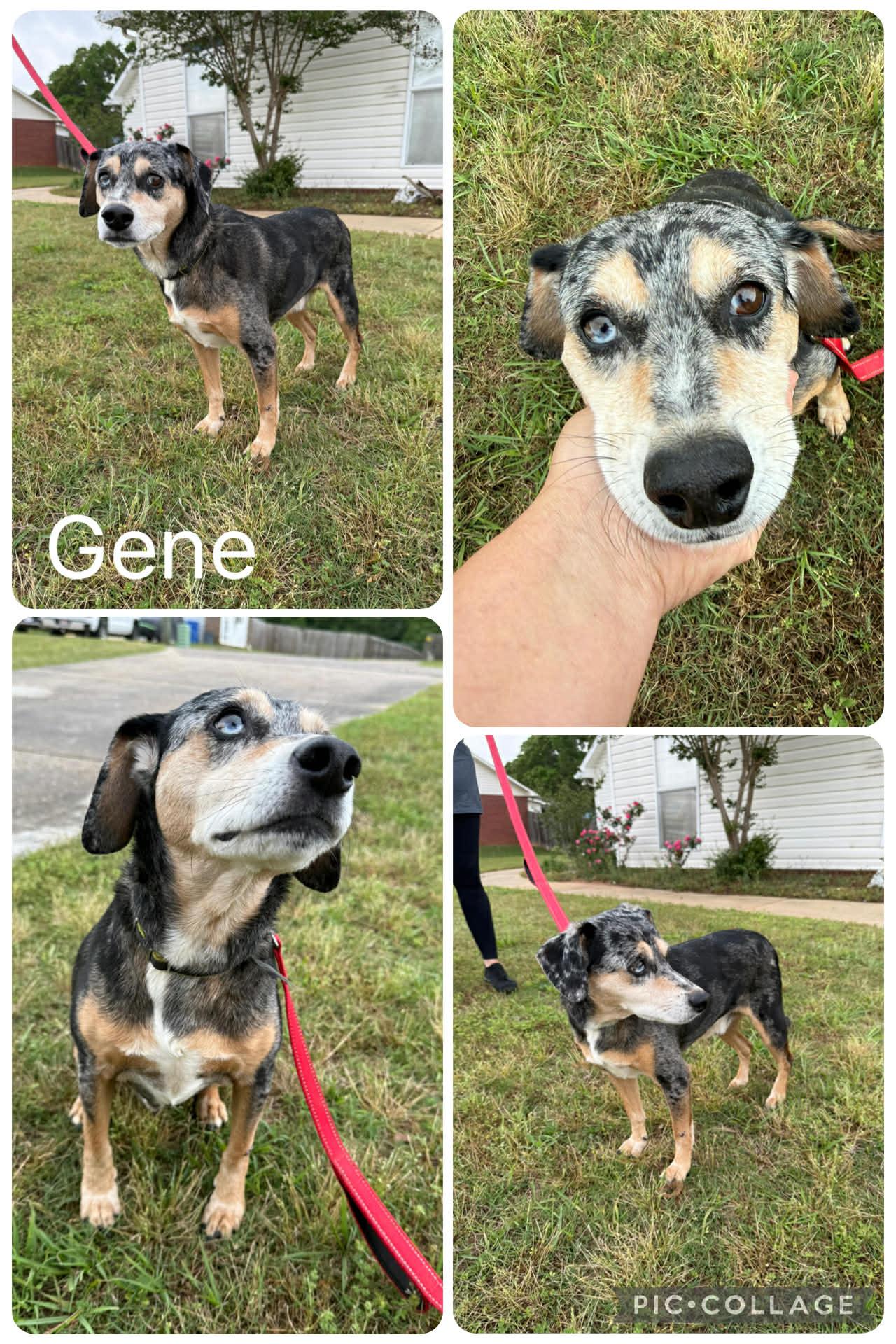 Gene, ADOPTABLE, Adult Male Beagle & Catahoula Leopard Dog.