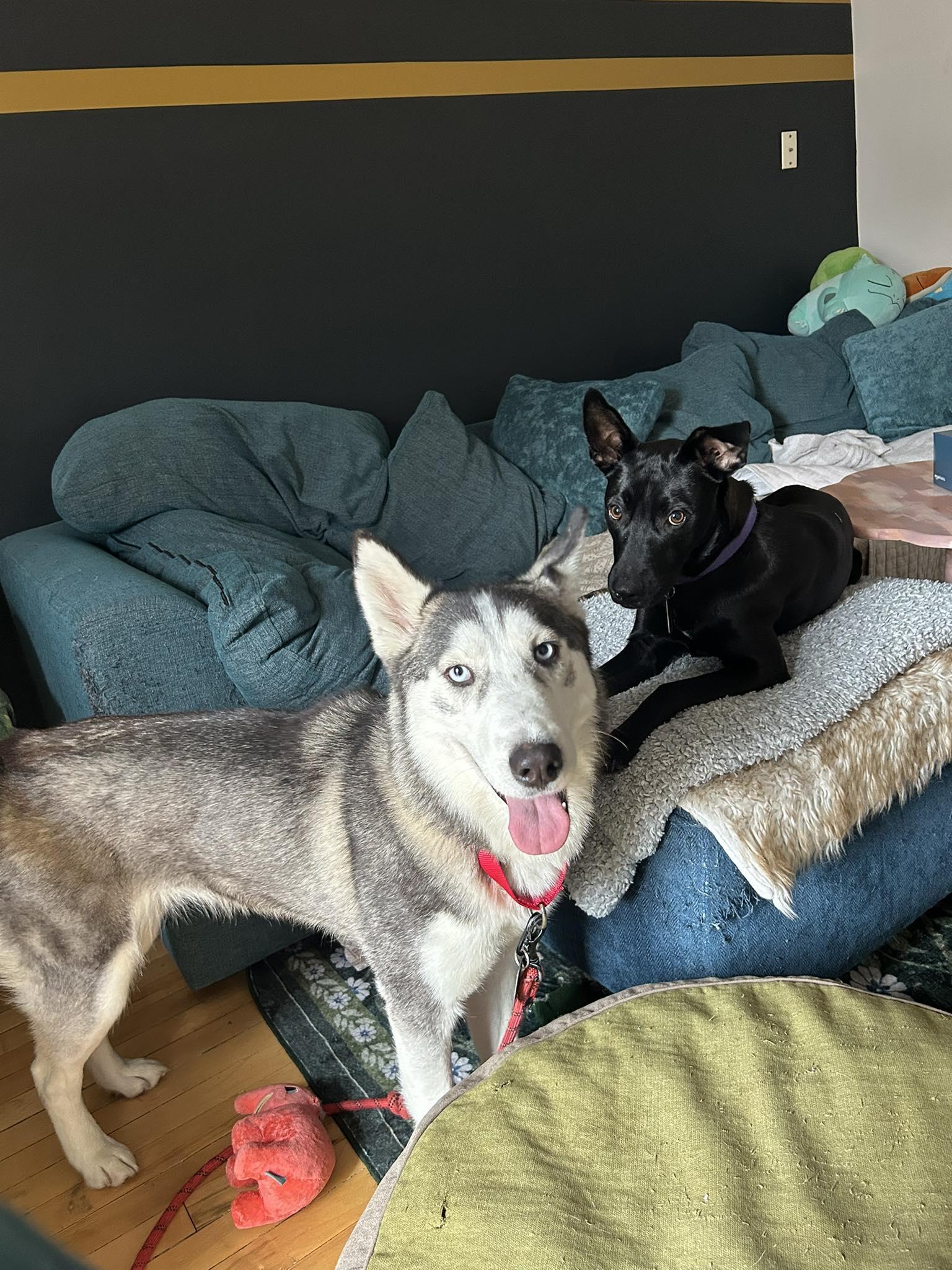 Gaia *Foster Needed*, a Adoptable Siberian Husky in Carrollton, TX image 1/3