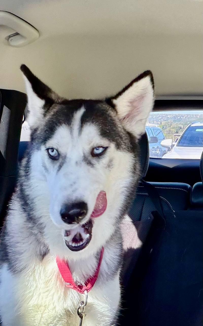 Gaia *Foster Needed*, a Adoptable Siberian Husky in Carrollton, TX image 2/3