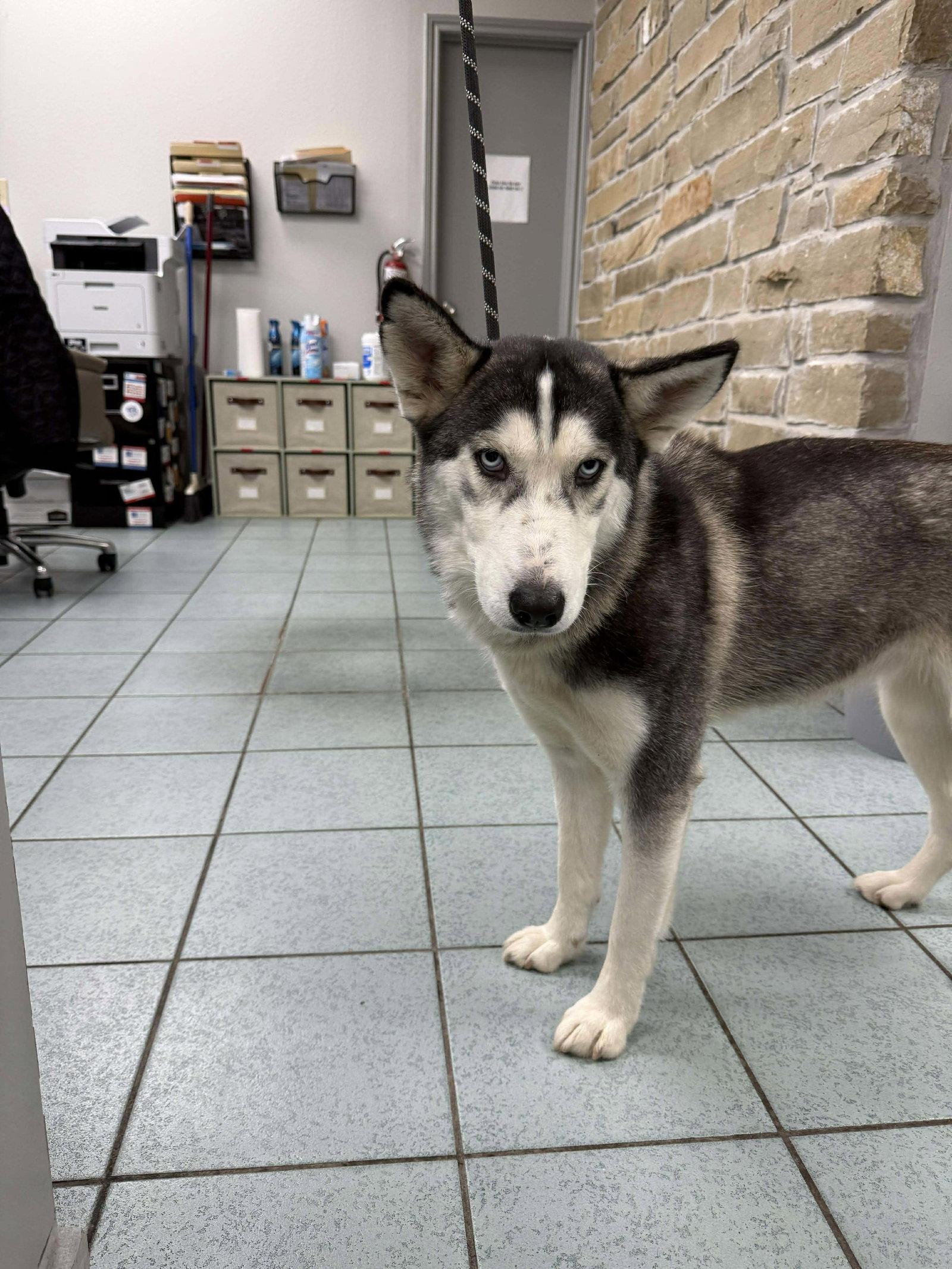 Gaia *Foster Needed*, a Adoptable Siberian Husky in Carrollton, TX image 3/3