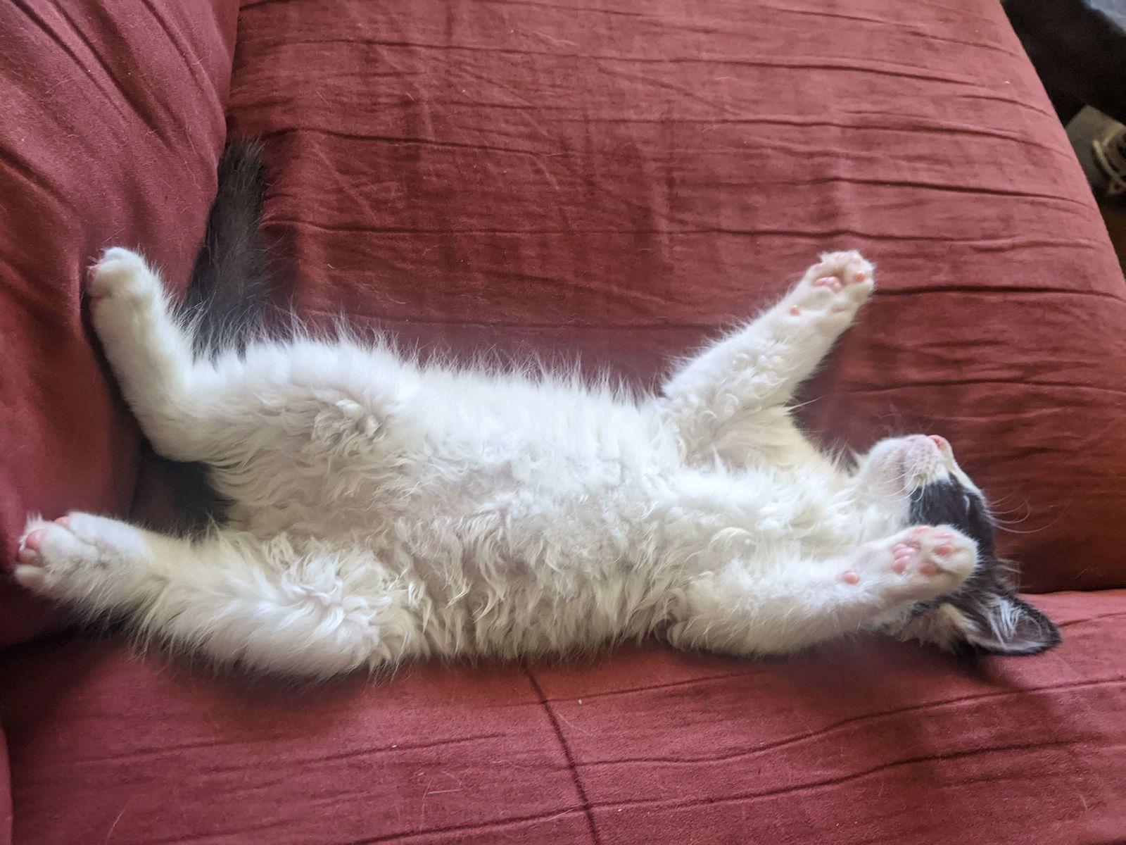 Lonk, Adoptable, Young Male Domestic Long Hair.