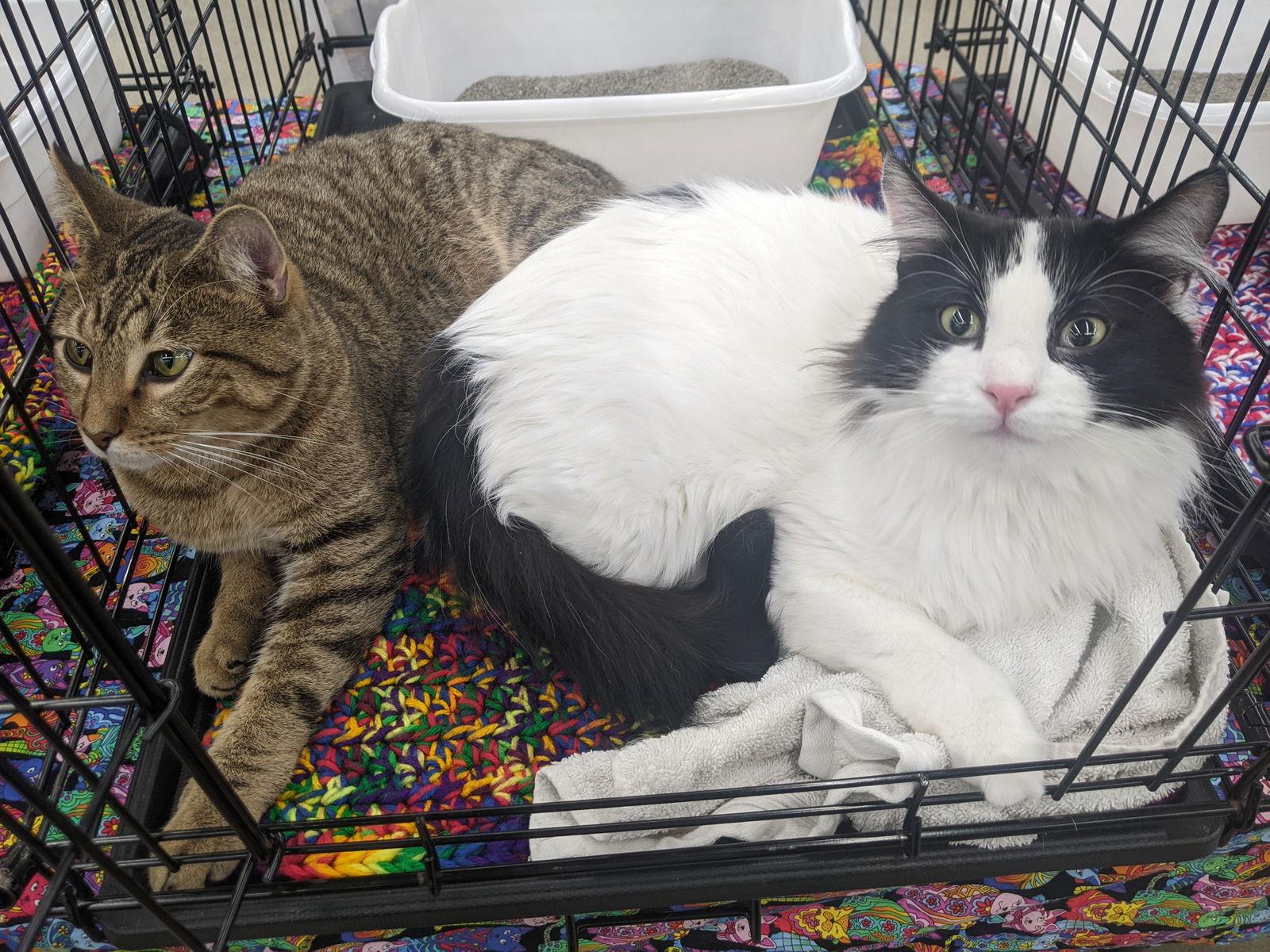 Lonk, a Adoptable Domestic Long Hair in Eureka, MO image 2/3