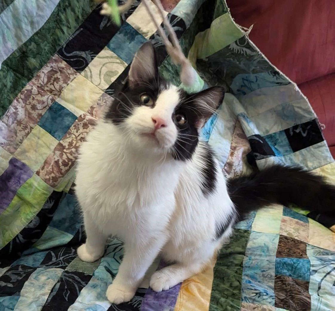 Lonk, a Adoptable Domestic Long Hair in Eureka, MO image 3/3