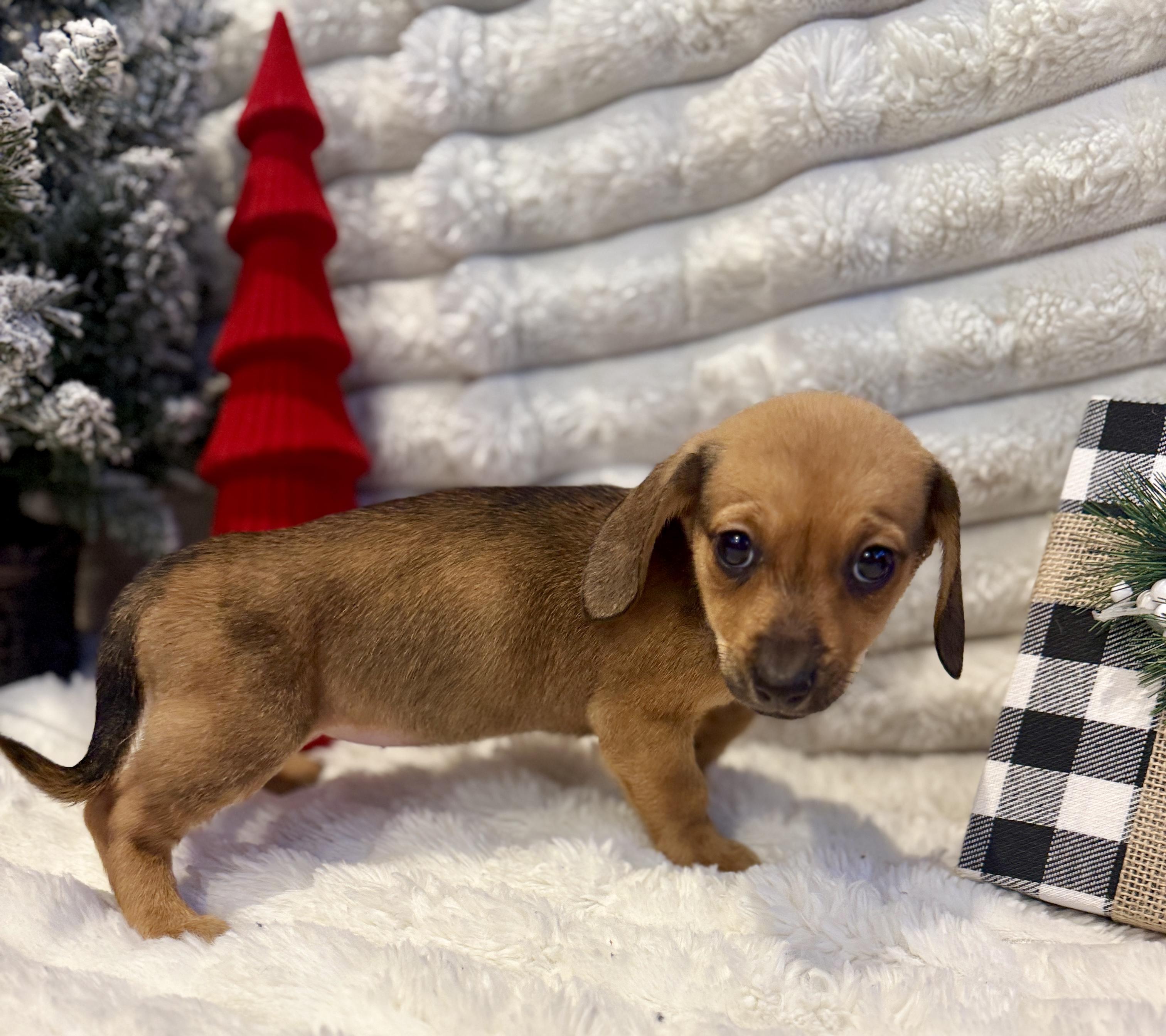 Enlarge Stephanie, an adopted mixed breed in Hales corners, WI image 1/6