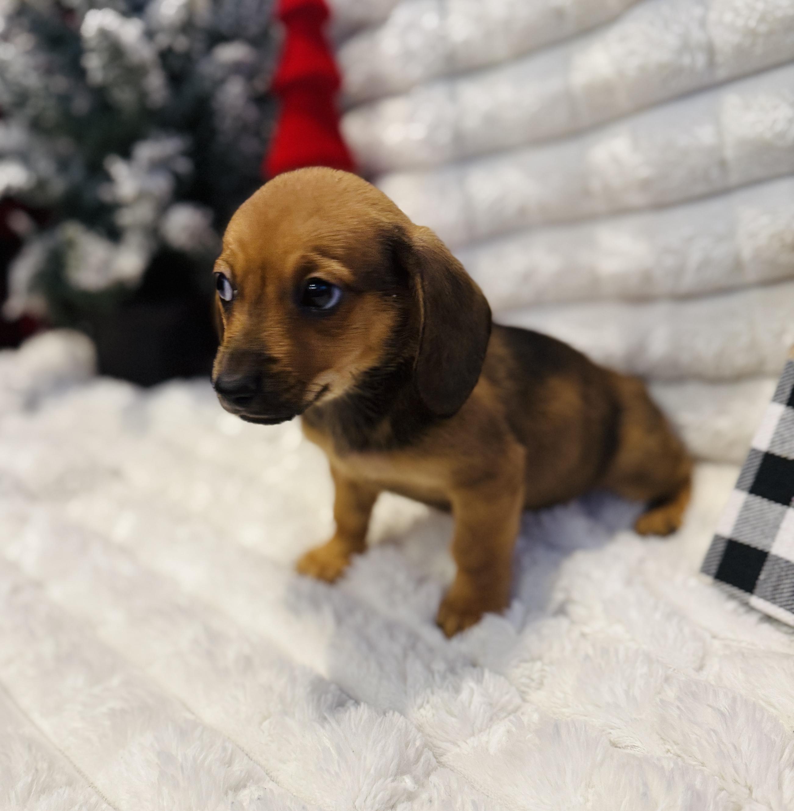 Enlarge Stephanie, an adopted mixed breed in Hales corners, WI image 2/6