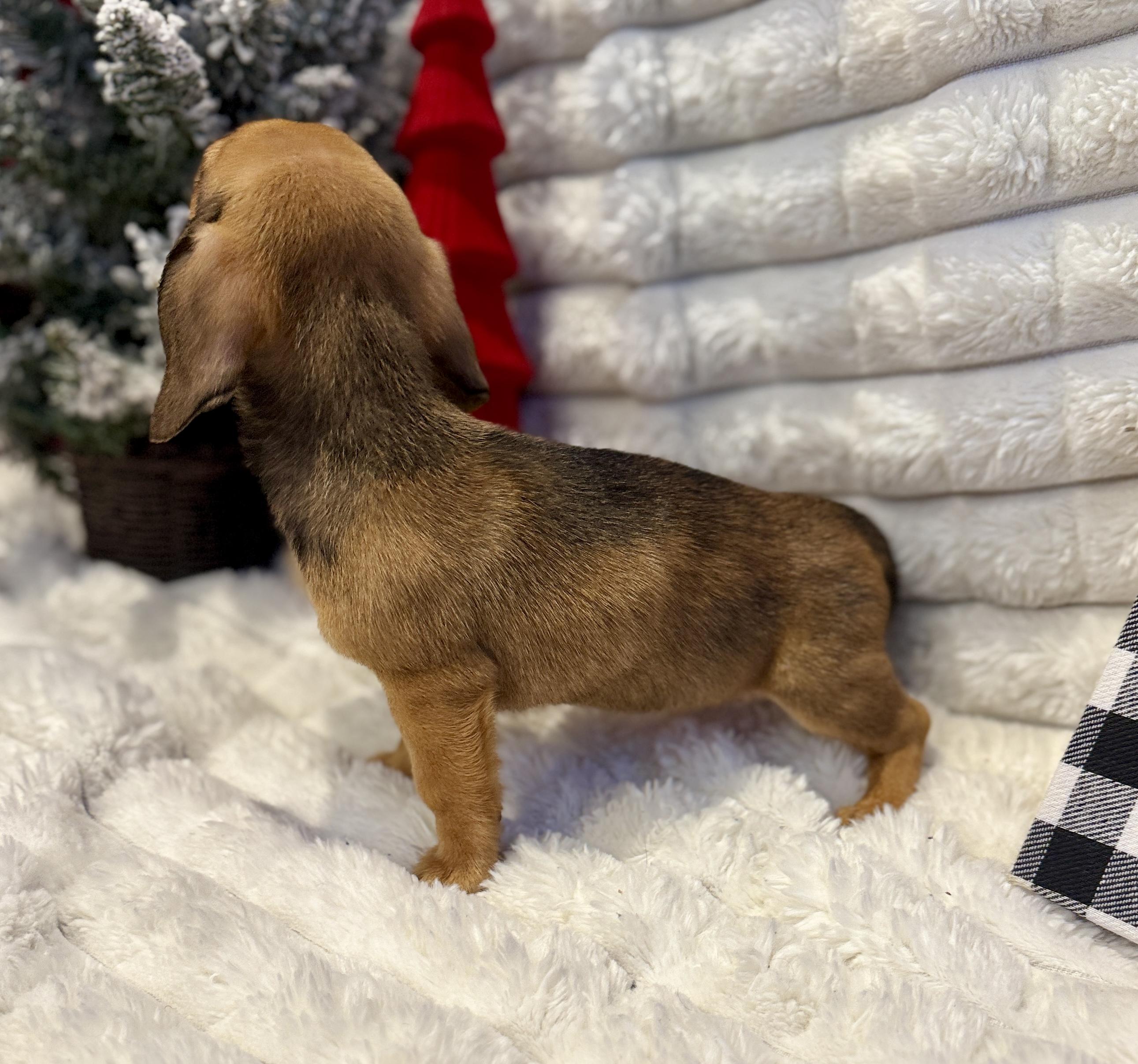 Enlarge Stephanie, an adopted mixed breed in Hales corners, WI image 3/6