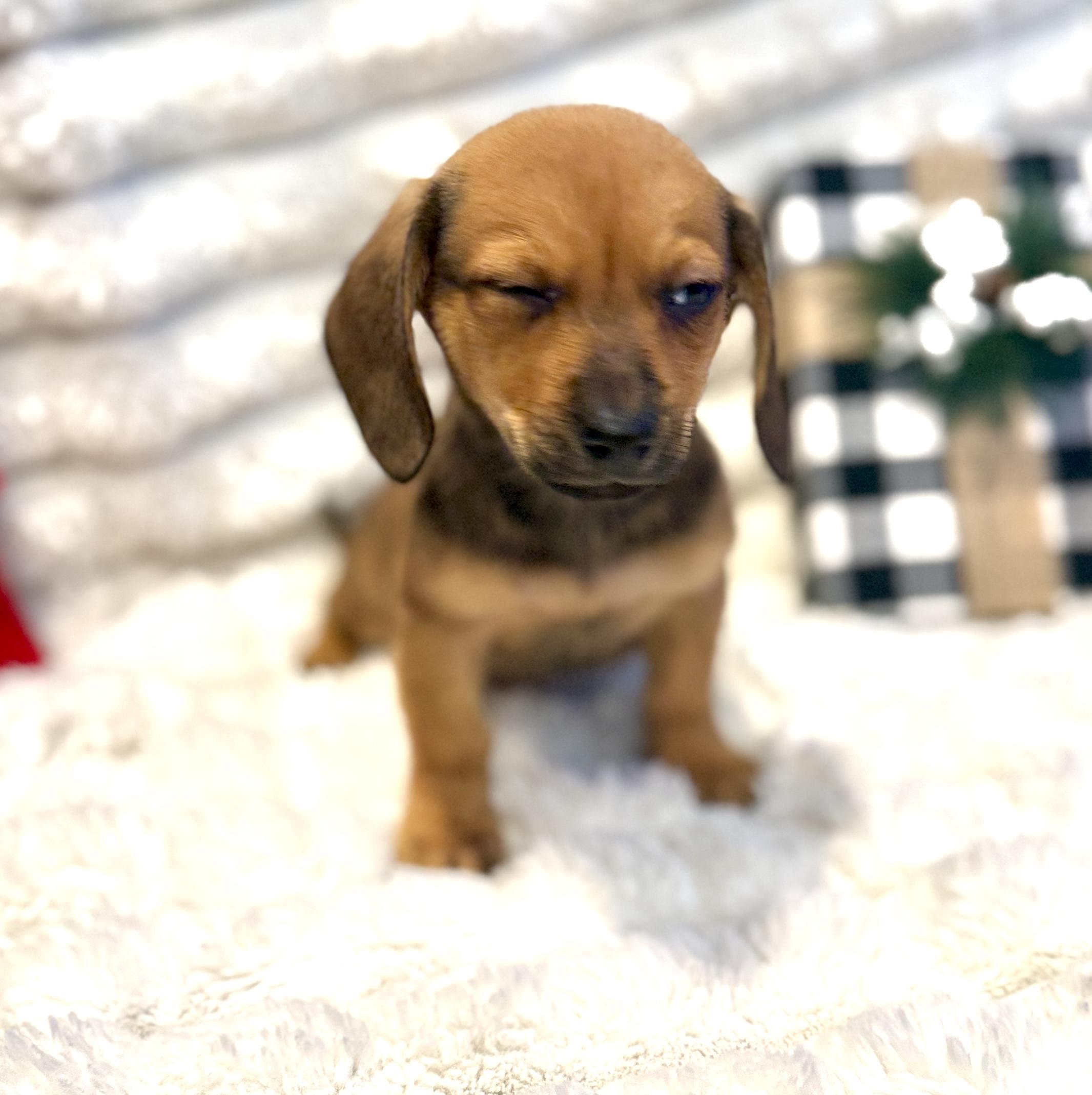 Enlarge Stephanie, an adopted mixed breed in Hales corners, WI image 4/6