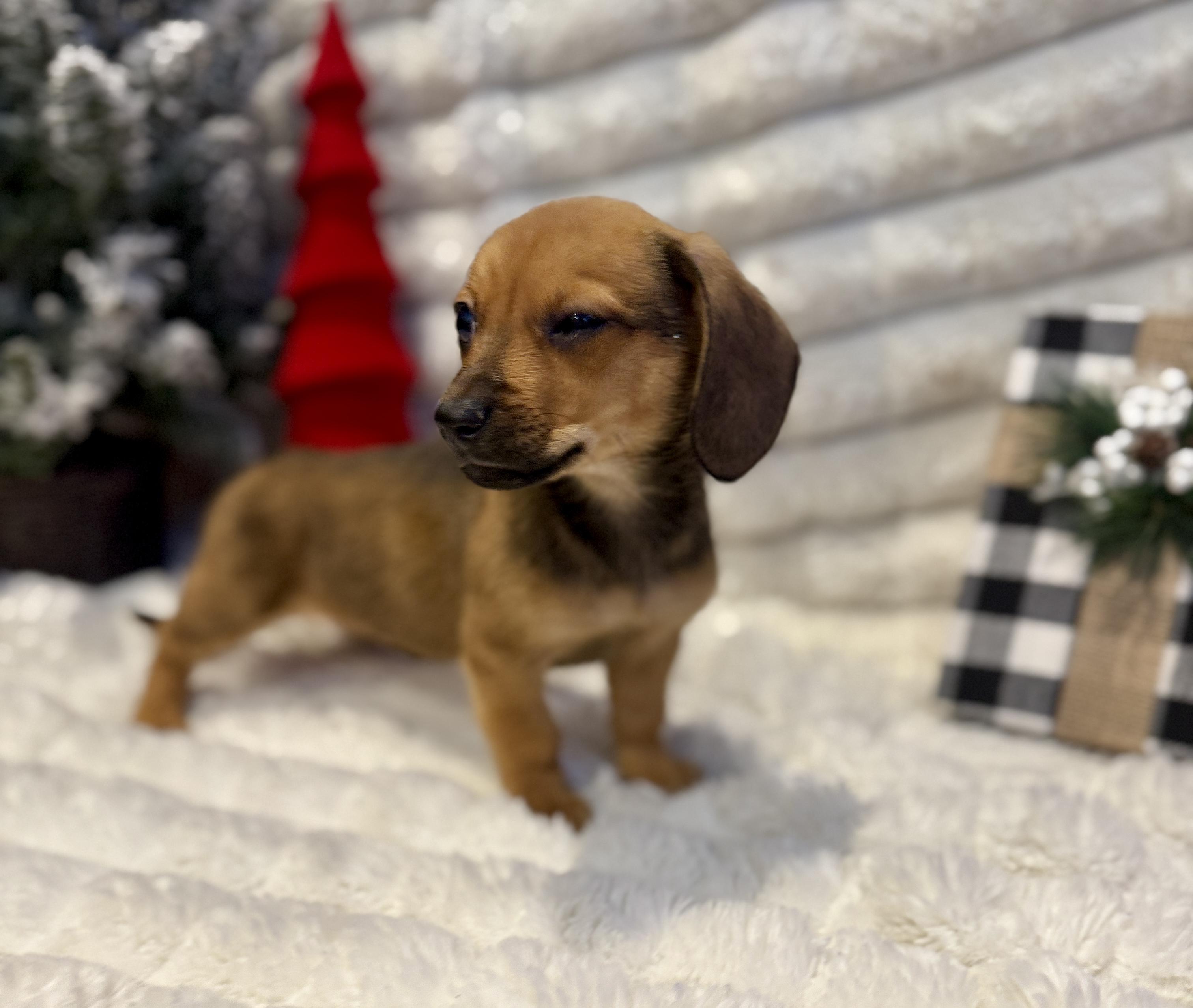 Stephanie, ADOPTABLE, Puppy Female Miniature Dachshund.