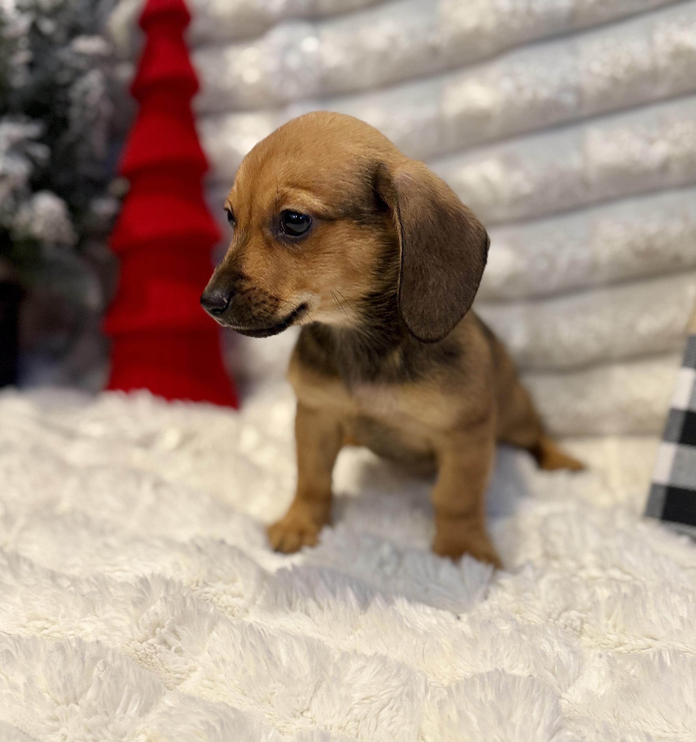 Enlarge Stephanie, an adopted mixed breed in Hales corners, WI image 6/6