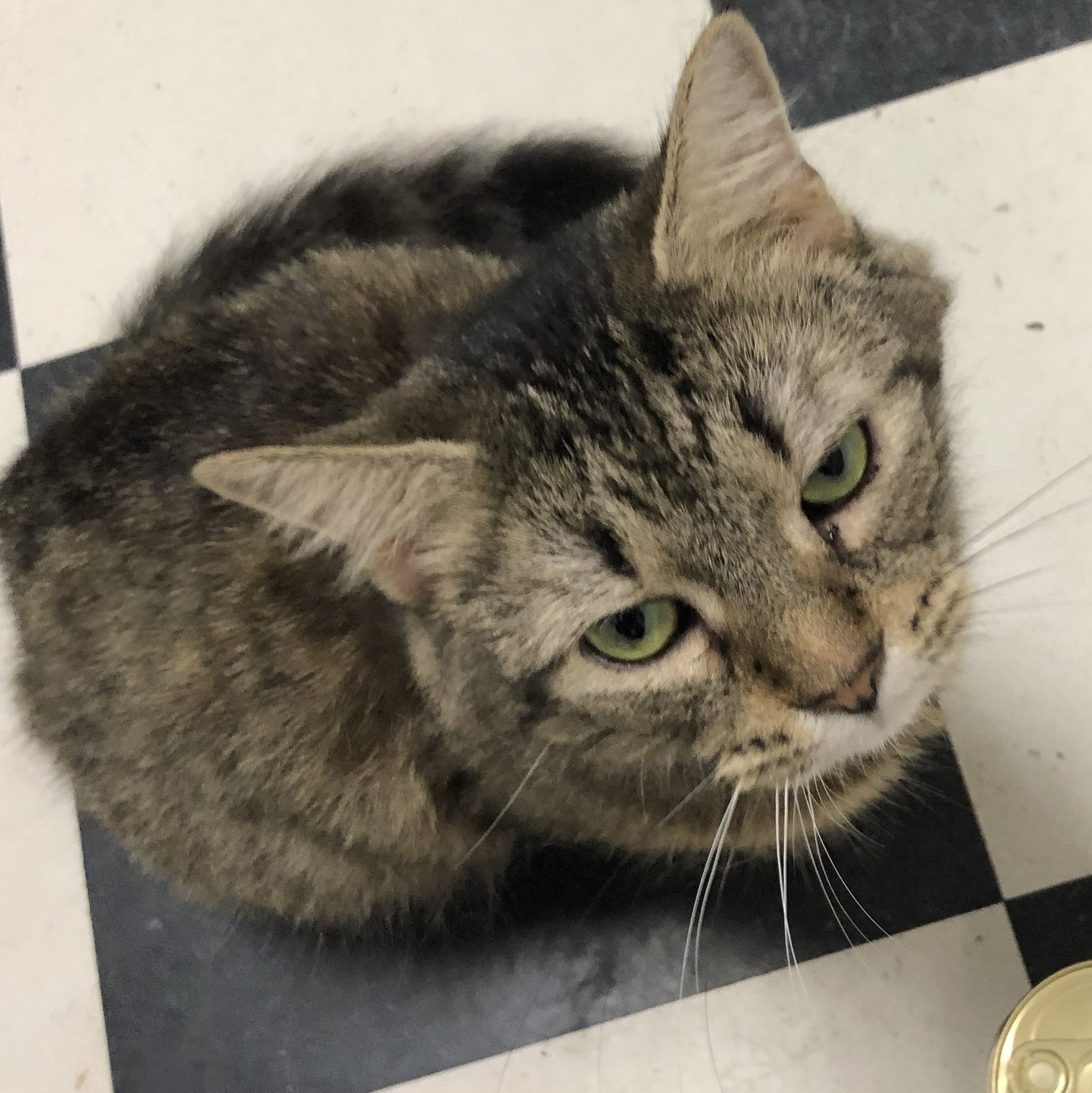 Miss Kitty, a Adoptable Tabby in Raleigh, NC image 1/2