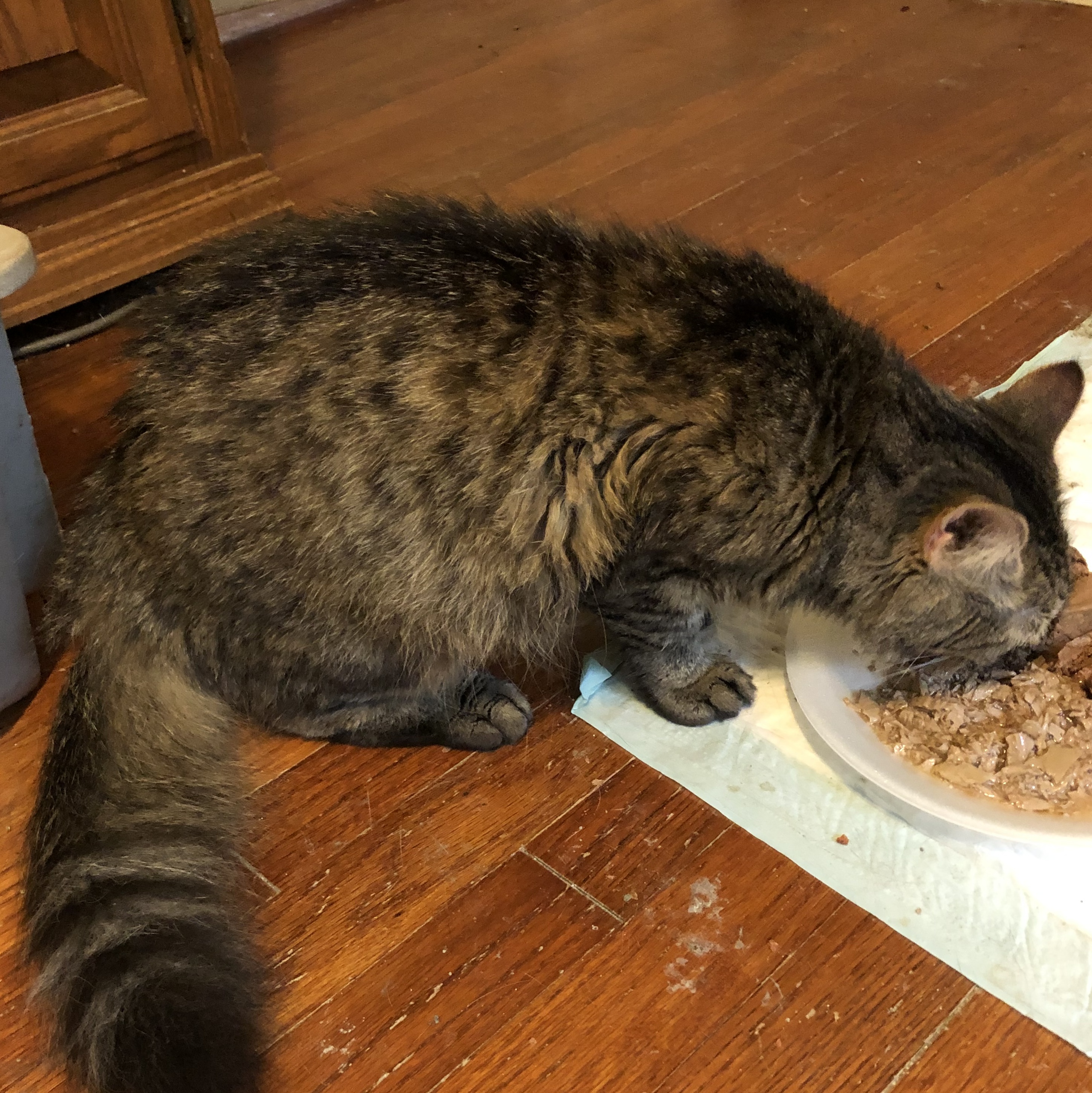 Miss Kitty, a Adoptable Tabby in Raleigh, NC image 2/2