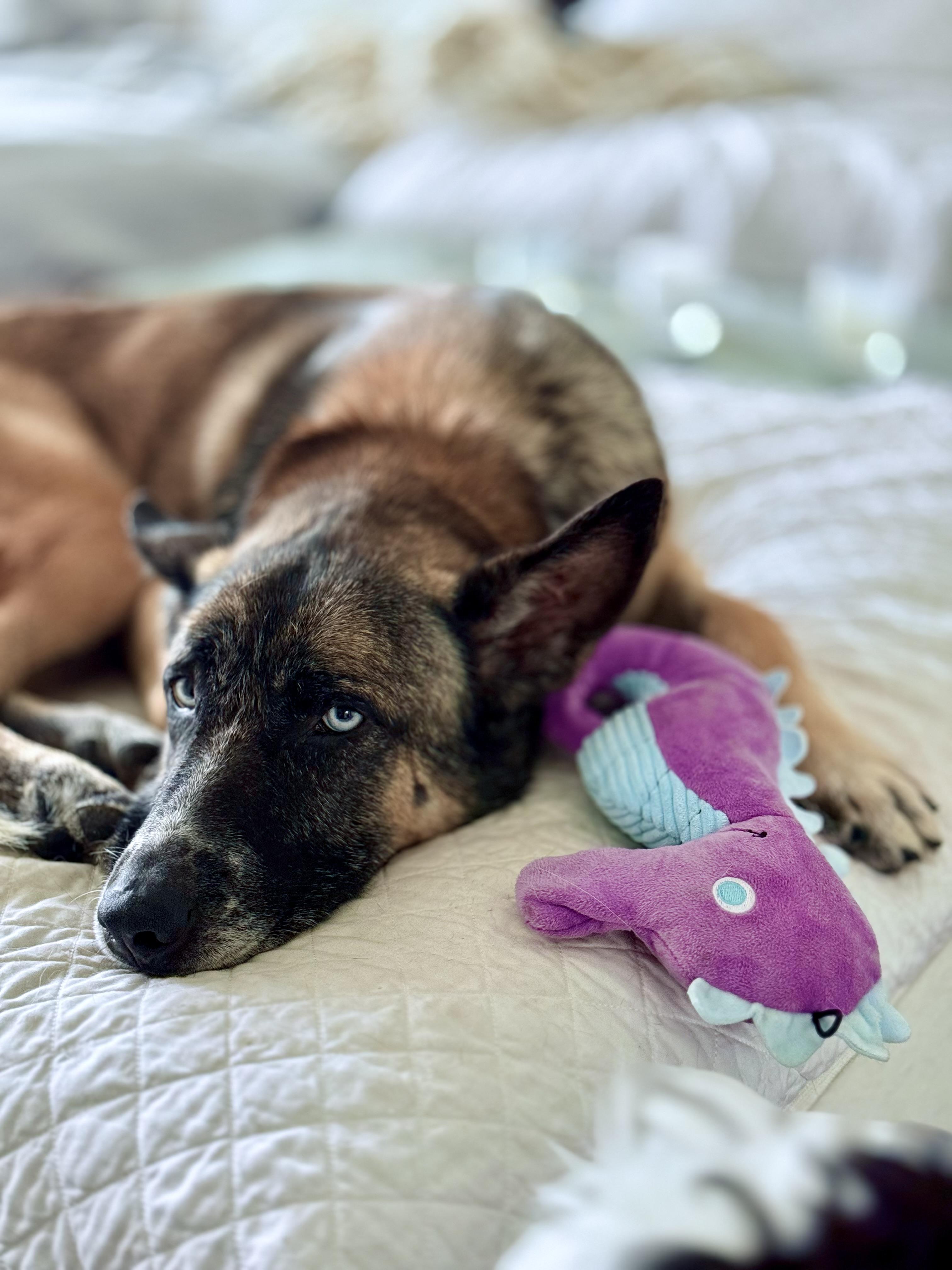Stetson, a Adopted mixed breed in Thousand Oaks, CA image 1/6