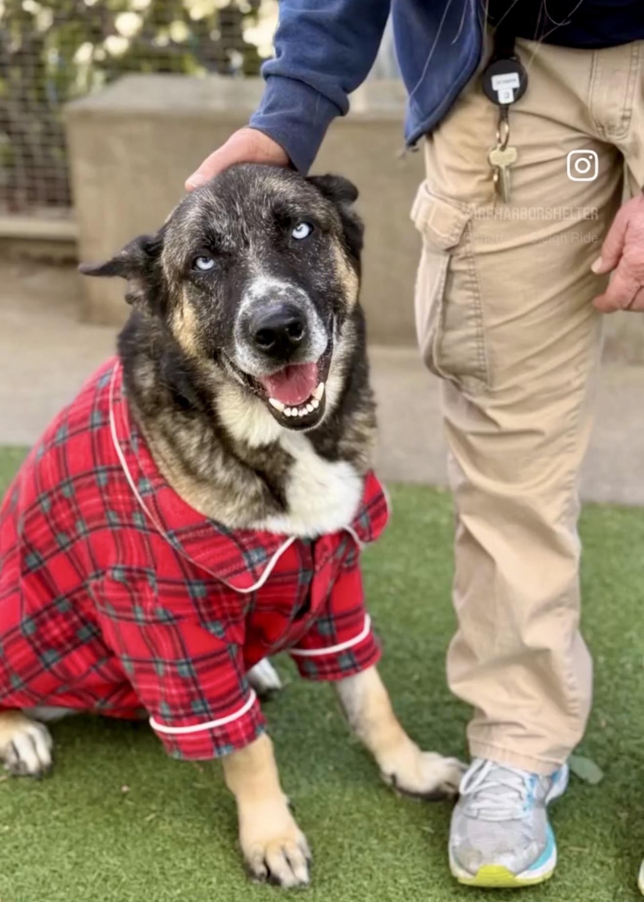 Stetson, a Adopted mixed breed in Thousand Oaks, CA image 3/6