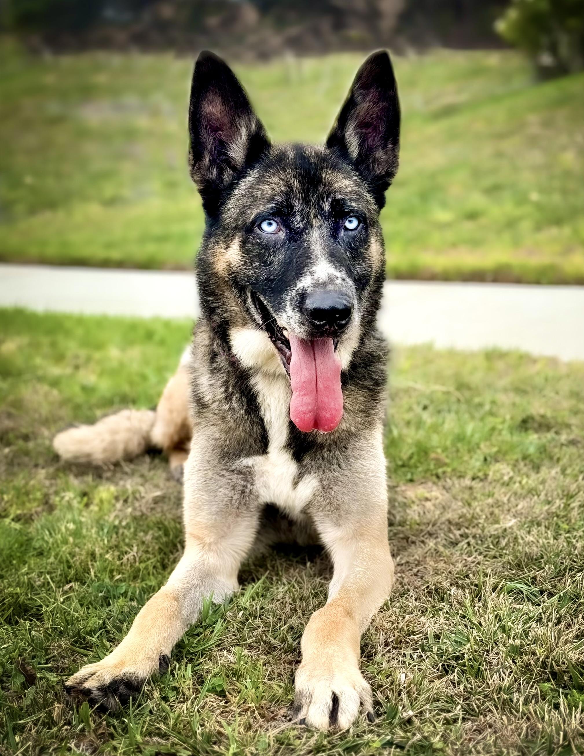 Stetson, Adopted, Adult Male German Shepherd Dog & Siberian Husky.