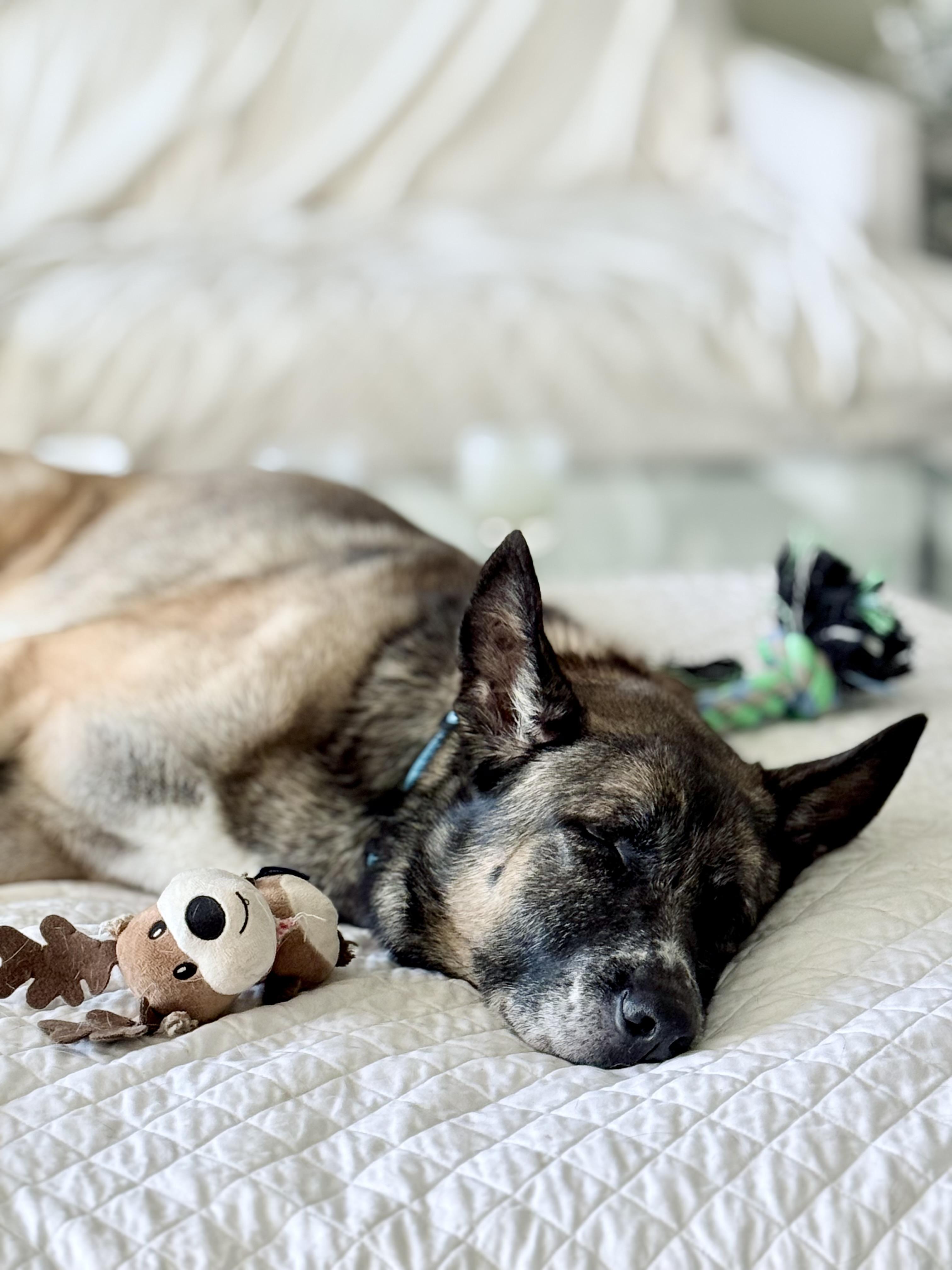 Stetson, a Adopted mixed breed in Thousand Oaks, CA image 5/6