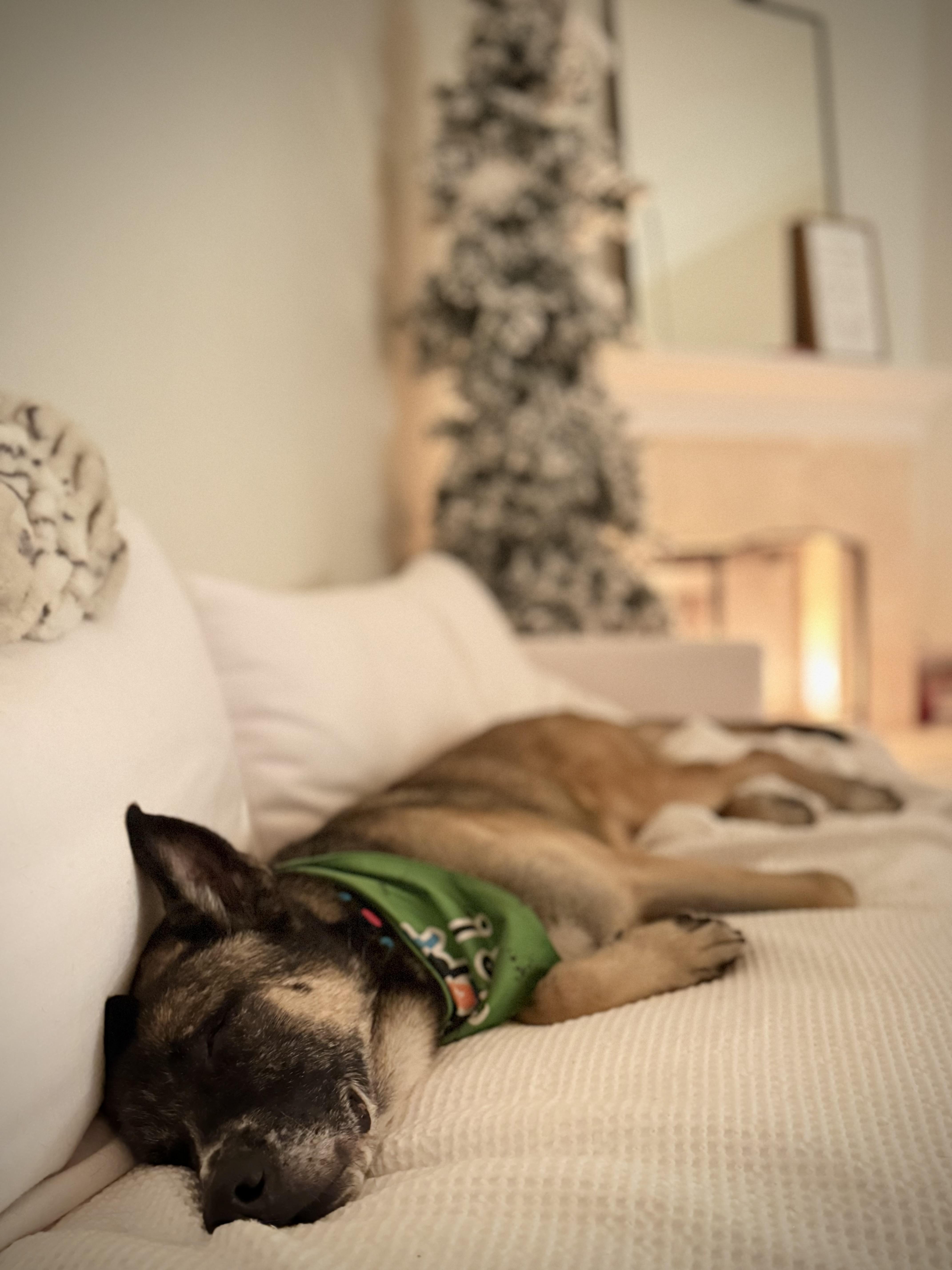 Stetson, a Adopted mixed breed in Thousand Oaks, CA image 6/6