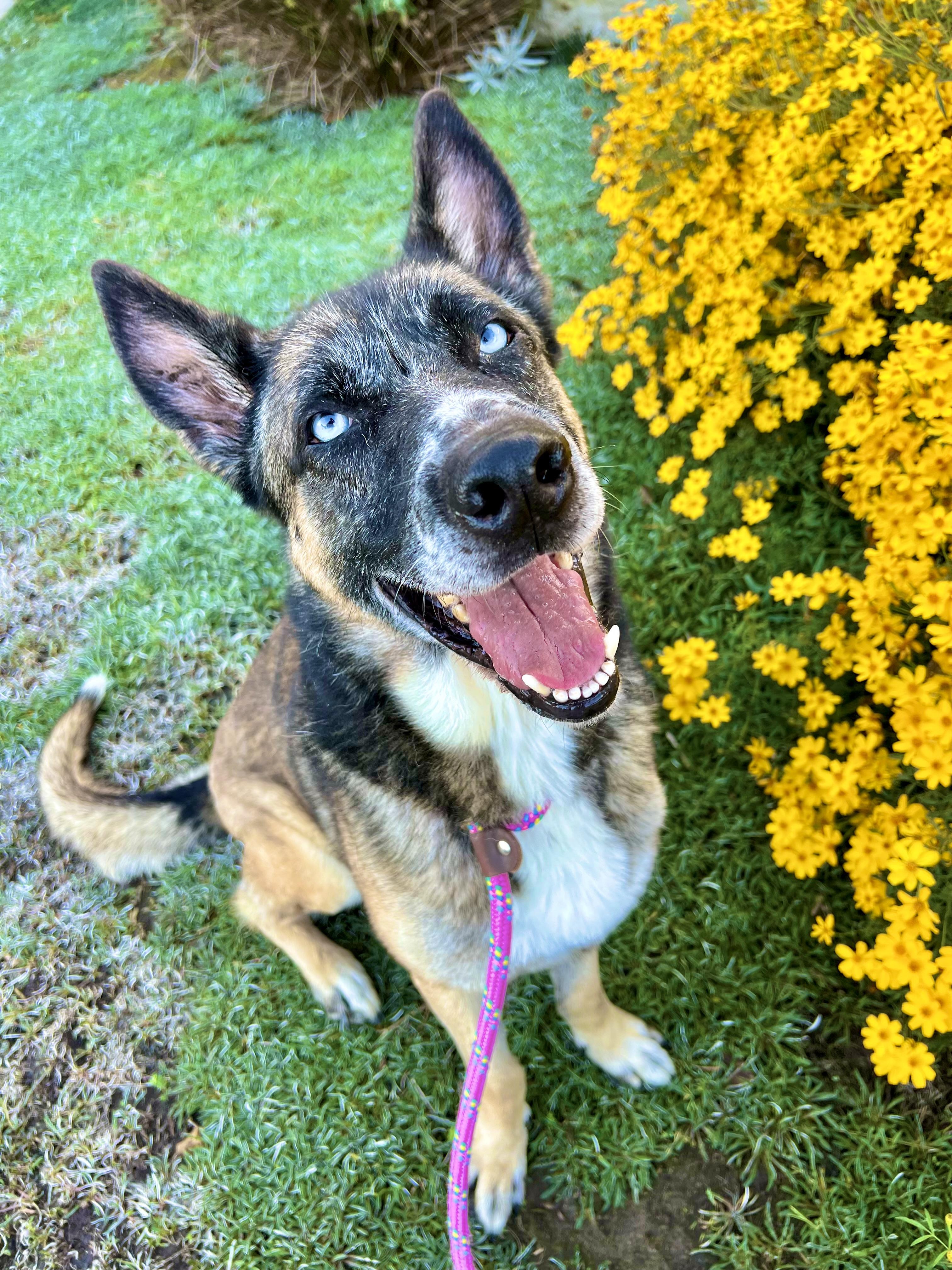 Stetson, a Adopted mixed breed in Thousand Oaks, CA image 4/6