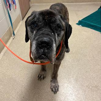 Enlarge Orville, a Adoptable mixed breed in Oswego, IL image 1/3