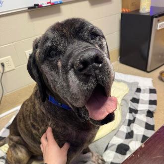 Enlarge Orville, a Adoptable mixed breed in Oswego, IL image 2/3