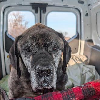 Enlarge Orville, a Adoptable mixed breed in Oswego, IL image 3/3