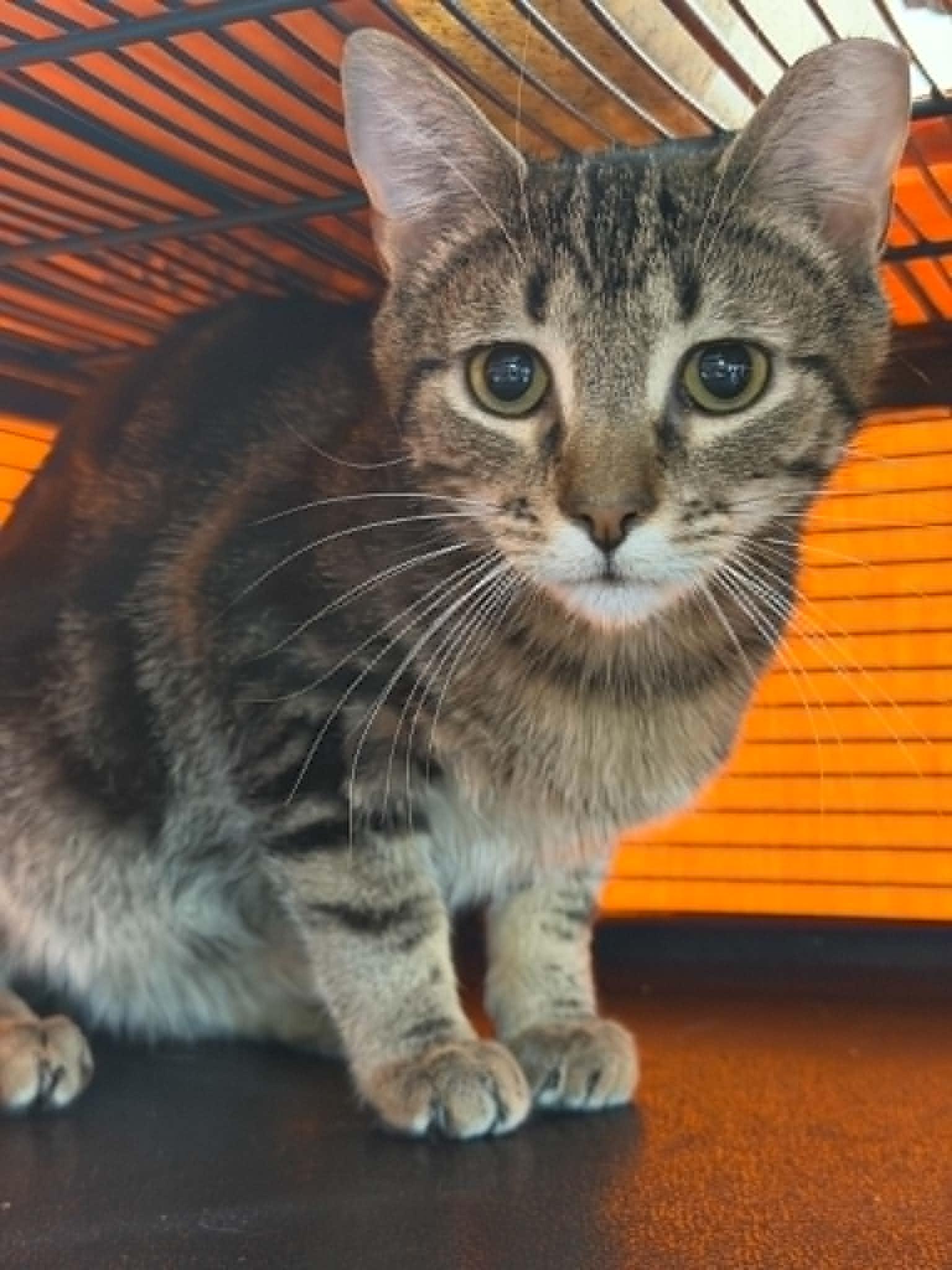 Enlarge NEW HORIZONS, a Adoptable Domestic Short Hair in Hagerstown, MD image 1/1