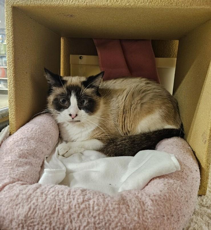 Enlarge Mardi Gras, a ADOPTABLE Snowshoe in Barrington Hills, IL image 1/1