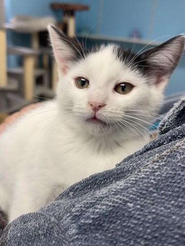 Enlarge Dolly, a Adoptable Domestic Short Hair in Hollister, CA image 1/1