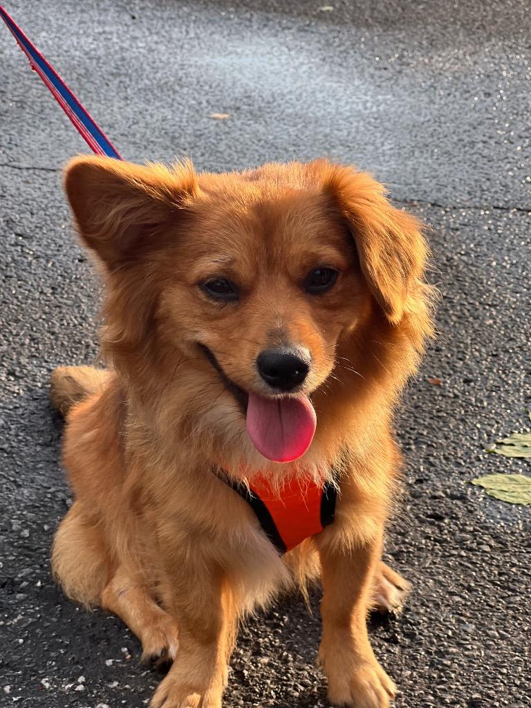 RASCAL, Adopted, Adult Female Pomeranian & Mixed Breed.
